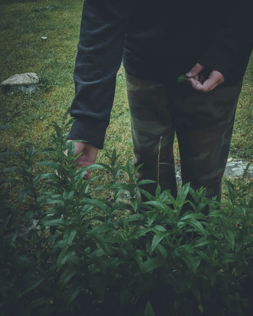 Foraging for herbs to create nature tea is a wonderful way to experience nature and move in dynamic ways.  We have been trying to add more movement and nature into our lives and nature tea is a great way to do so!