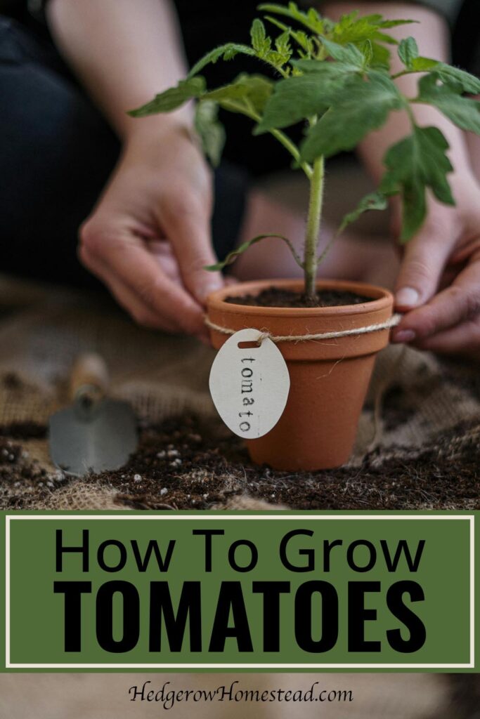 How To Grow Tomatoes: Tomato seedling in a terracotta pot with round label that says "tomato"