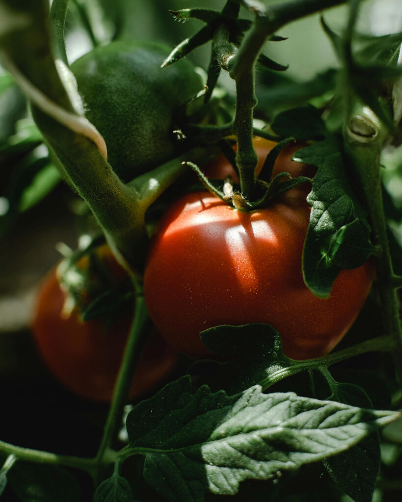 close up of ripe tomatoes on tomato plant
