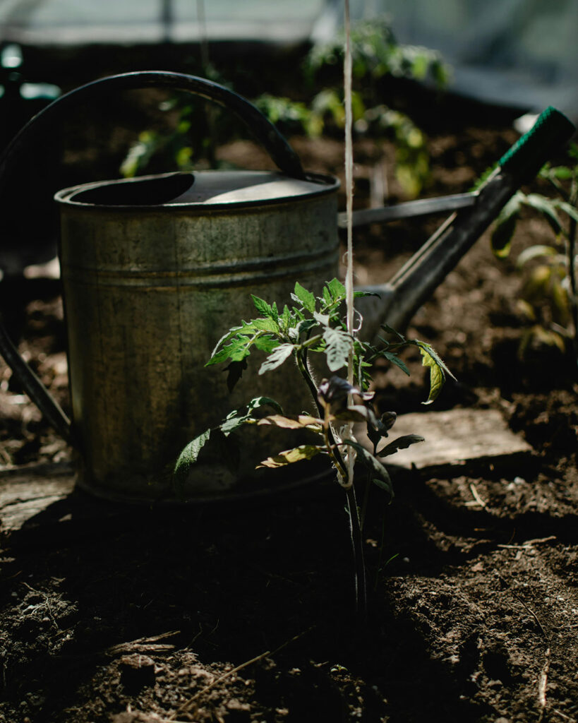 tomato seedling with string trellis.  watering can behind the tomato plant.