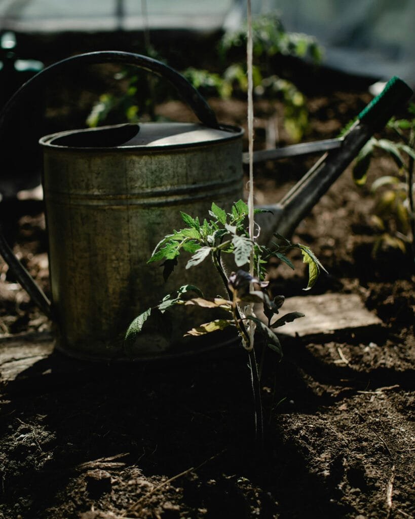 tomato seedling with string trellis. watering can behind the tomato plant.