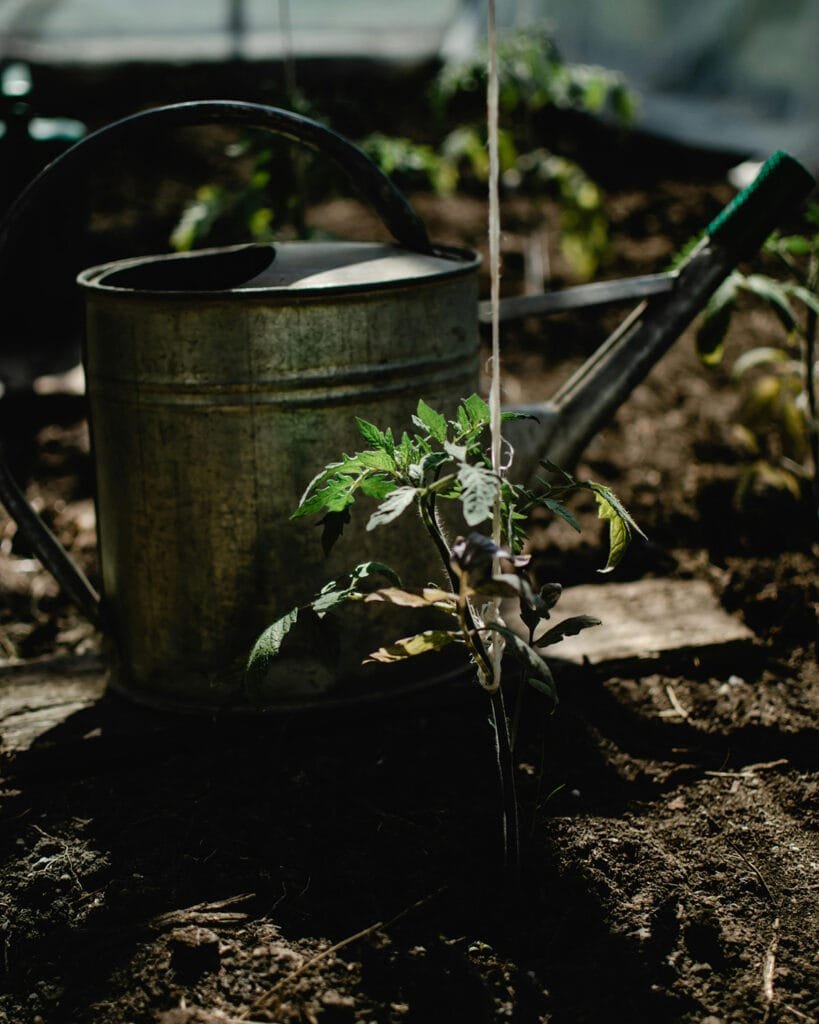 tomato seedling with string trellis.  watering can behind the tomato plant.