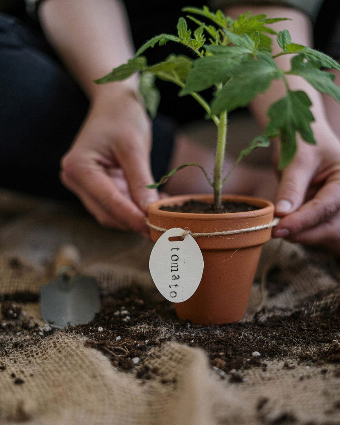 Tomato seedling in a terracotta pot with round label that says "tomato"