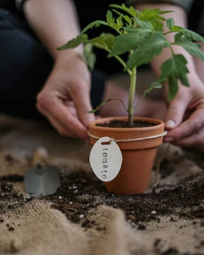 Tomato seedling in a terracotta pot with round label that says "tomato"