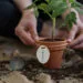 Tomato seedling in a terracotta pot with round label that says "tomato"
