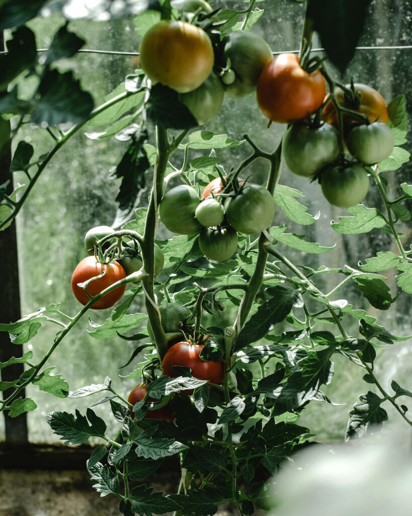 tomatoes growing on plant