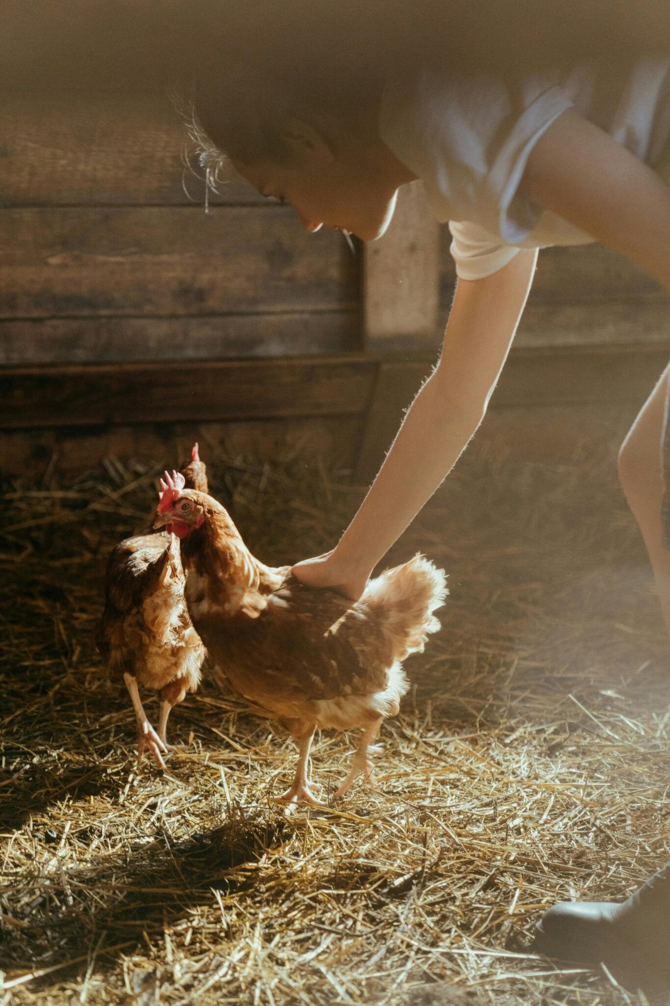 Backyard Chicken Keeping Guide: Everything You Need to Know Before ...